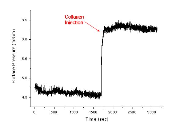 DPPC monolayer + type 1 collagen