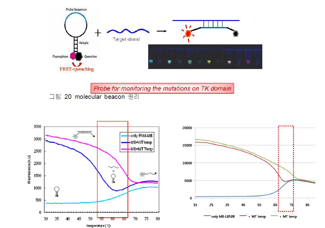 molecular beacon 원리
