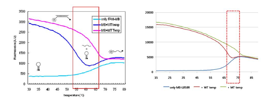 디자인한 molecular beacon probe (좌 - T790M / 우- L858R) 의 thermal profiling