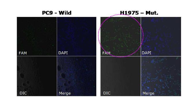 T790M mutation 이 생긴 cell line 고정 후 molecular beacon 이용한 image