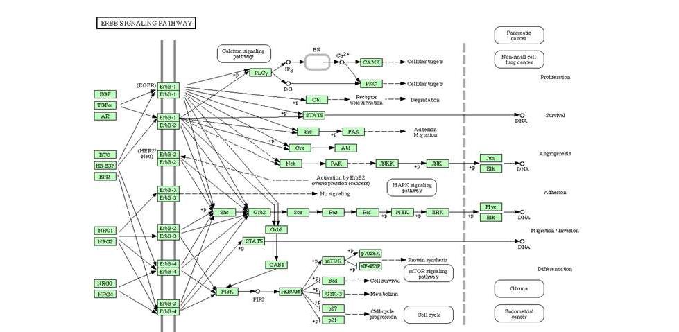 EGFR 4개의 family(ErbB family) 단백질 pathway 에 관여하는 ligand 후보군들