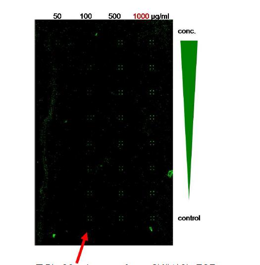 glass surface 위에서의 EGF capture antibody의 농도에 따른 ligand 단백질의 detection