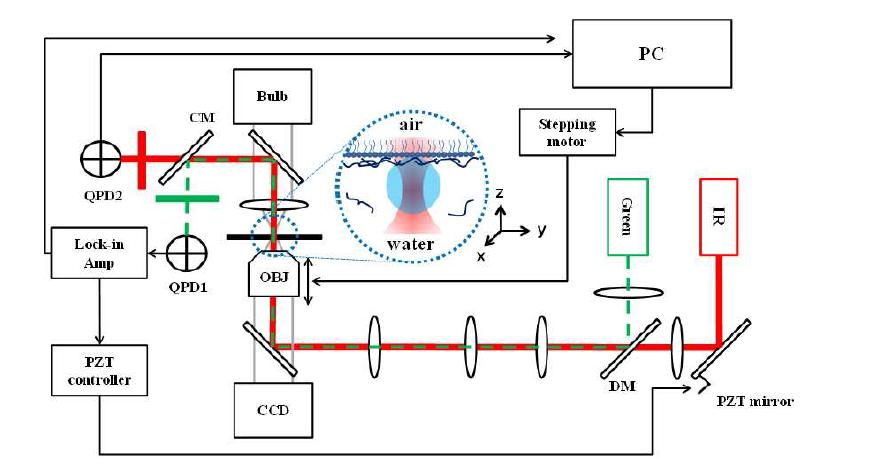Optical Tweezer를 사용한 Interfacial Shear Micro- Rheometer의 개략도.]