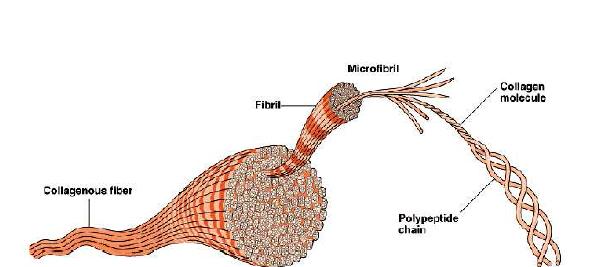 Self- assembly of type 1 collagen]