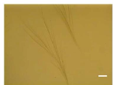 Type 1 Collagen fibril in vitro, scale bar = 50um ]