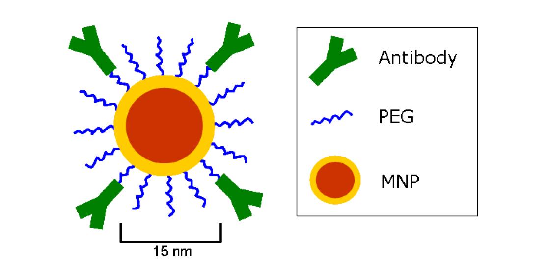 Circulating tumor cell isolation을 위한 나노입자의 디자인.