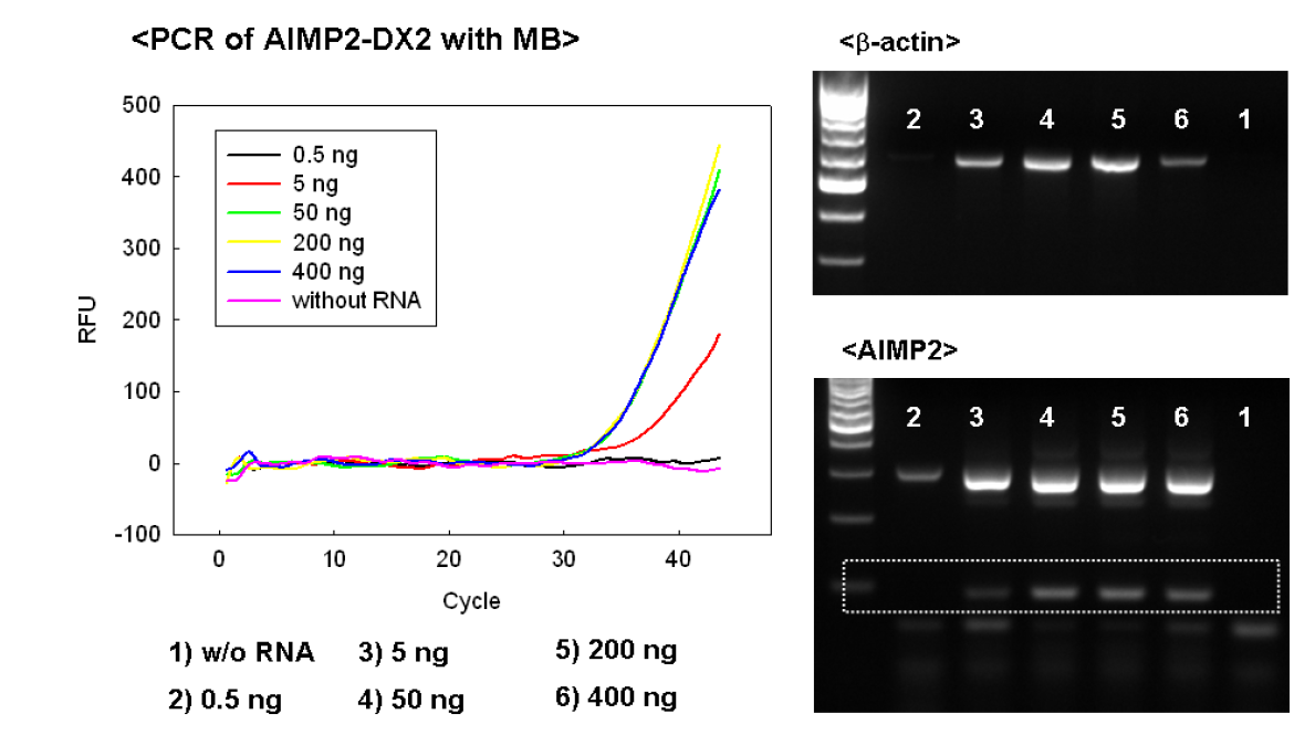 AIMP2- DX2 변이서열을 가진 H460 cell line을 이용하여 실시간 PCR을 수행한 결과.