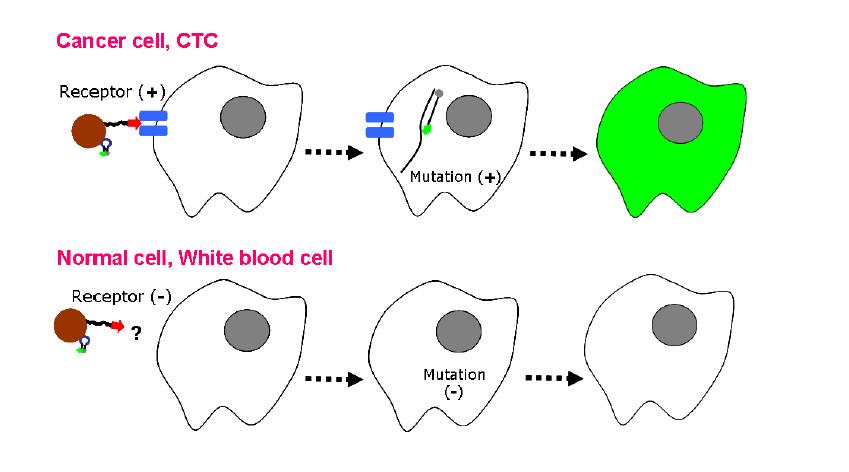 암세포에만 특이적으로 결합하여 세포내로 molecular beacon을 이송 할 수 있다.