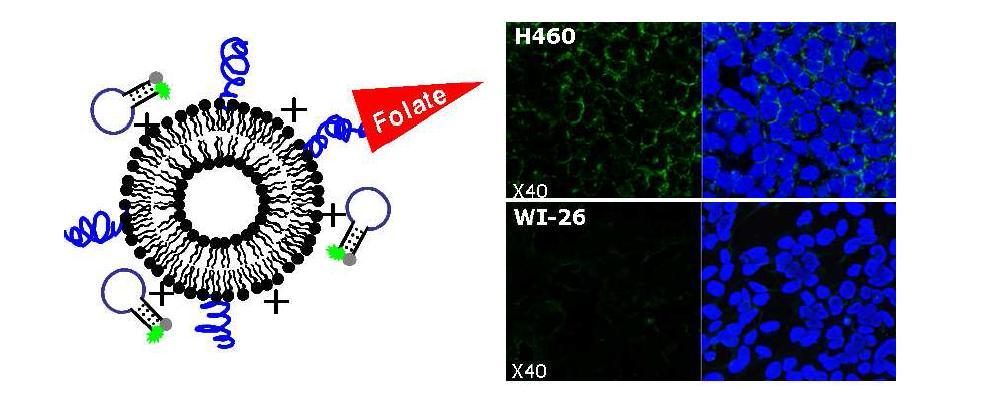 암세포 특이적으로 진입이 가능한 vehicle과 그를 이용한 molecular beacon imaging