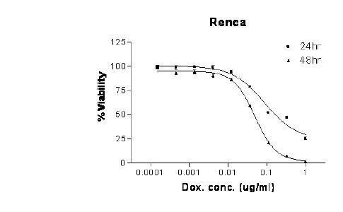 Renca cell line의 Adriamycin에 대한 MTT assay