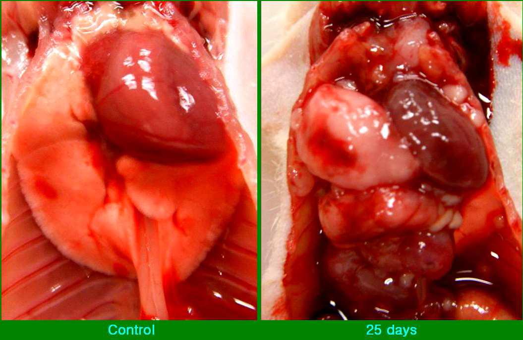 Macroscopic features of the mouse thoracic cavity.