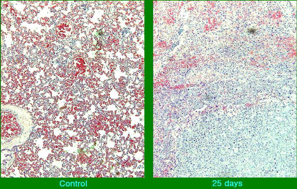 Microscopic features of the mouse lung.