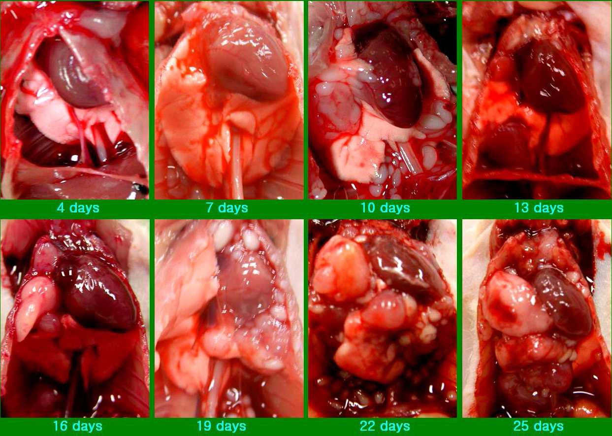 Macroscopic features of the mouse thoracic cavity