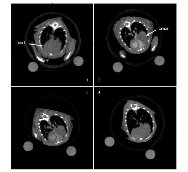 Micro CT images of orthotopic cancer model mouse