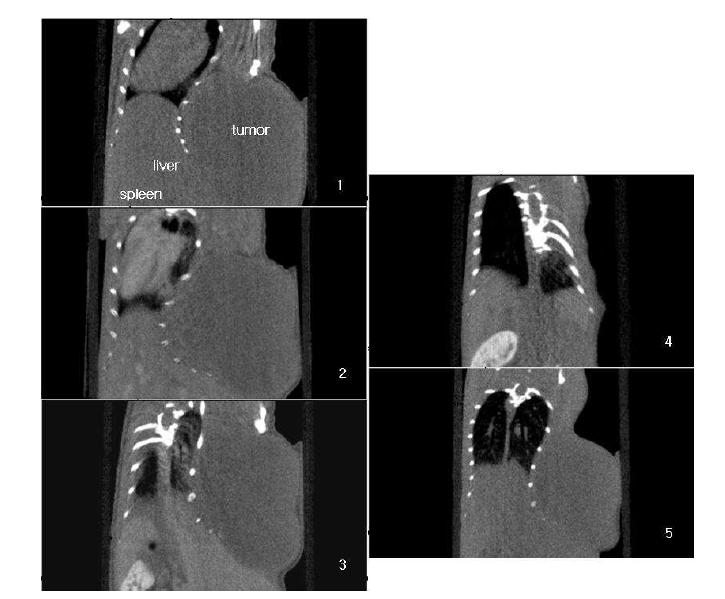 Micro CT images of ectopic cancer model mouse