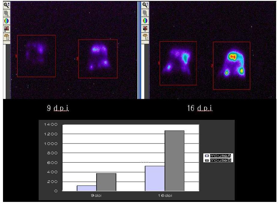 In vivo kinetics of cancer progression observed by live optical imaging.