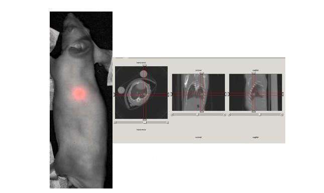 Multimodal live cancer imaging by combining optical imaging and micro CT imaging.