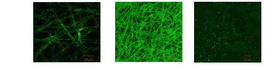 Conforcal Images of various protein