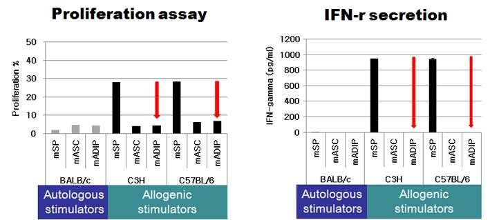 Balb/c의 분화된 지방세포와 지방줄기세포는 동종의 면역세포인 C3H, BL/6 마우스의 splenocyte와의 반응에서 immune response를 유발하지 않았음.