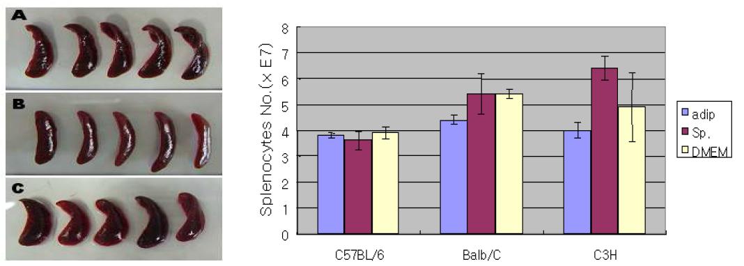 분화된 지방세포의 자가 및 동종 이식 후 분리한 spleen의 크기(왼쪽)와 spleen에서 분리한 splenocyte 수의 비교 그래프.