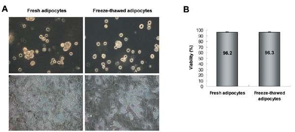 분화된 지방세포를 수집하여 얼리기 전(A, 왼쪽)과 동결보관 후 다시 녹인 후(A, 오른쪽)형태를 현미경으로 관찰한 사진과 Trypan blue 염색을 통한 생존율 (B).