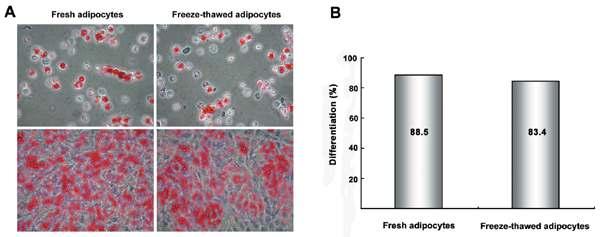 분화된 지방세포의 동결보관 전(A, 왼쪽)과 후(A,오른쪽) Oil Red O 로 염색한 현미경관찰사진 과 염색된 세포수 측정을 통한 분화율 (B).