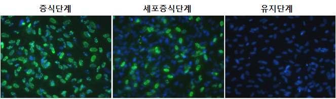 리페어셀 제조 과정 중 BrdU 표지를 통한 증식능력 확인.