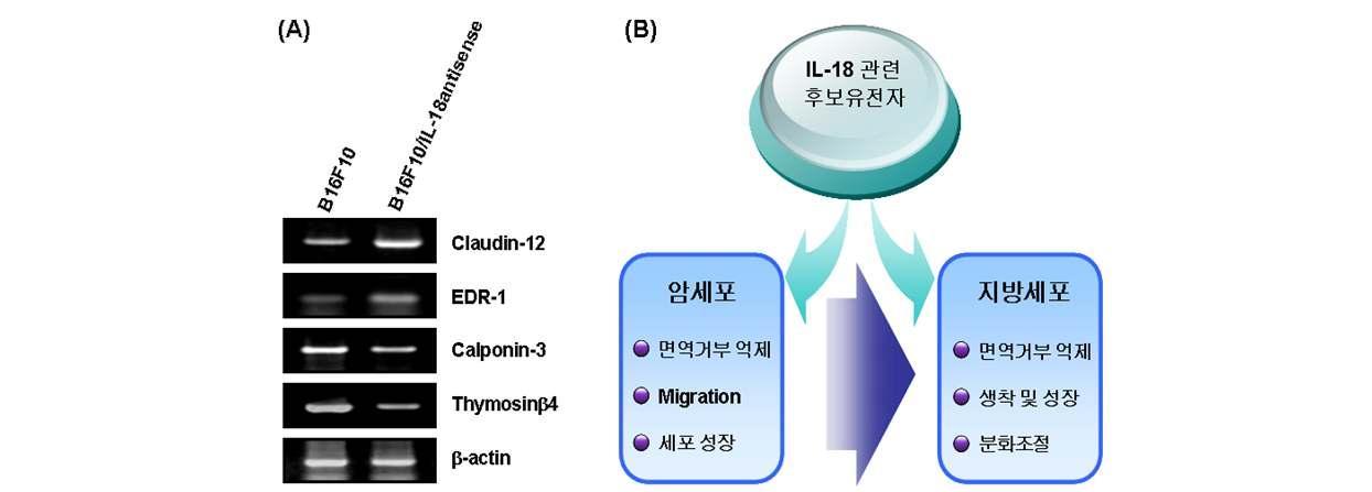 IL-18에 의해서 조절 받을 것으로 예상되는 유전자의 발현과 이들을 이용한 암세포와 지방세포연구의 상관관계