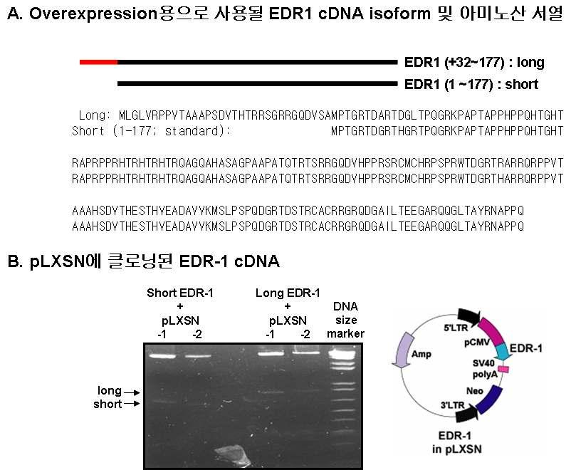 생쥐의 EDR-1 cDNA를 pLXSN 벡터에 삽입하여 클로닝한 결과