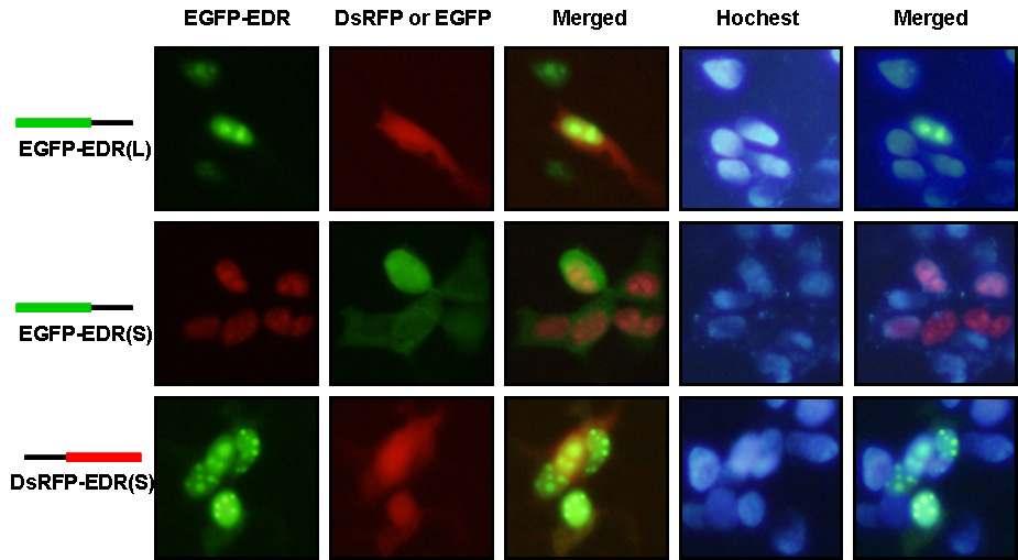 short form의 EDR-1 및 long form의 EDR-1 단백질의 세포내 발현 위치