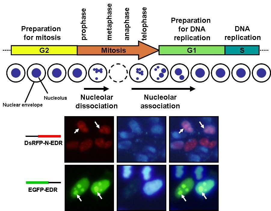 EDR-1의 세포 핵의 인(nucleolus)에 위치