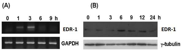 UV-B 조사에 의한 EDR-1의 발현 양상 관찰