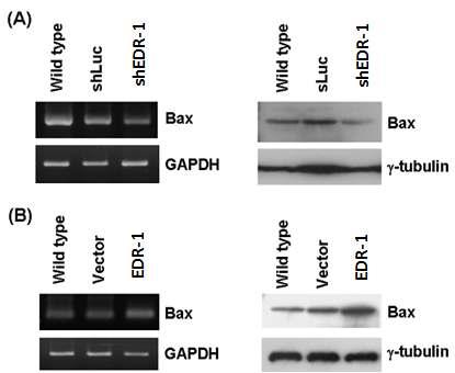 EDR-1 유전자 조절에 따른 Bax 발현량 변화