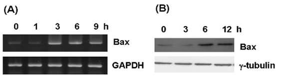UV-B 조사에 따른 Bax 발현량 확인 (A) RT-PCR, (B) Western blot