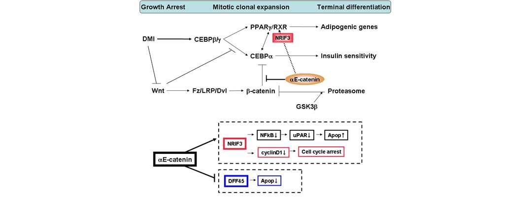DFF45, NRIF3와 alphaE-catenin의 연관성을 통한 지방세포분화와의 상관관계