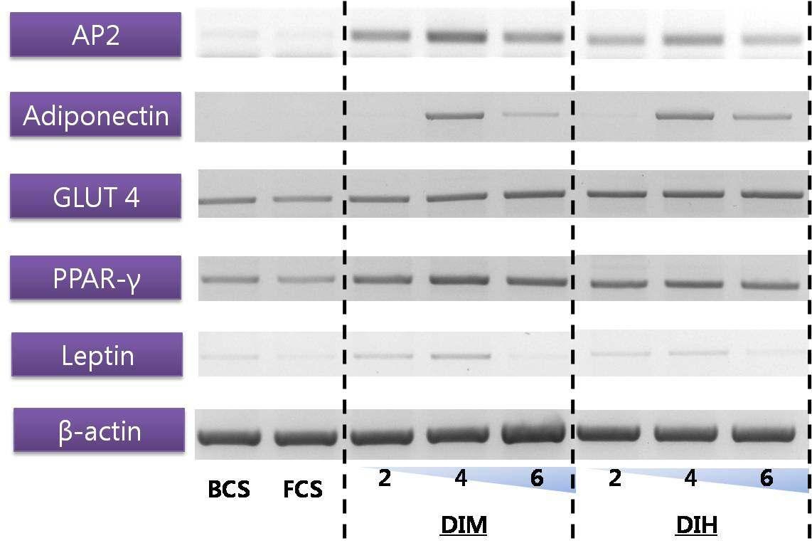 Adipogenesis Related gene expression level 관찰