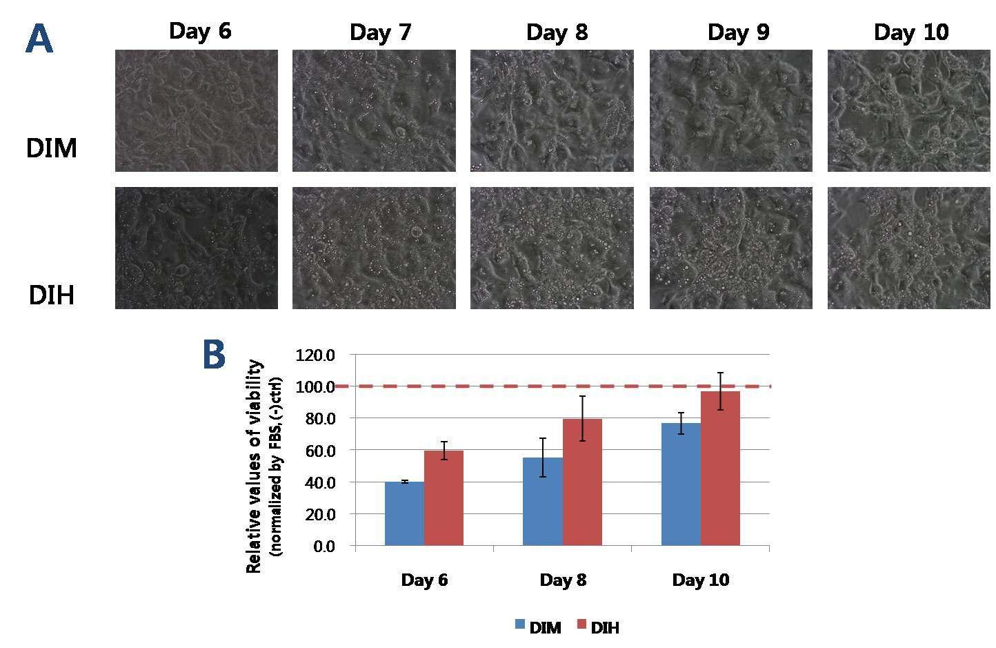 세포의 생존률 확인 (A) 현미경 상에서의 관찰 (B) Alarma blue assay