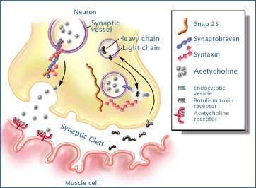 Botulinum toxin의 작용기전