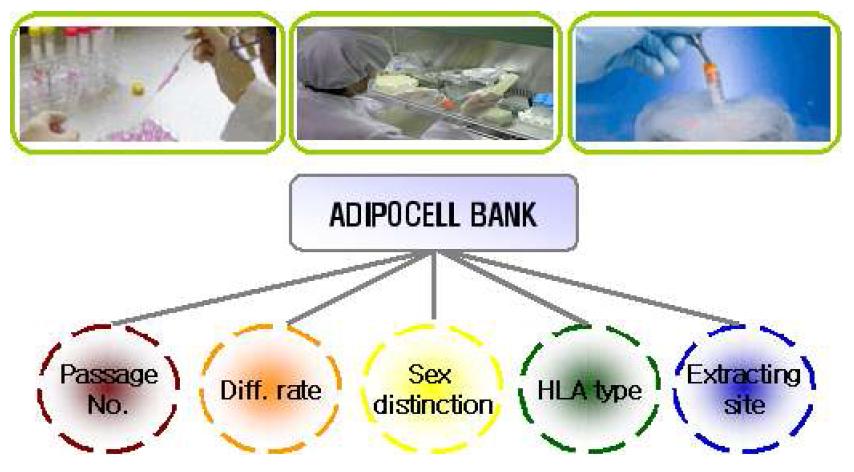 지방줄기세포은행 구축 모식도