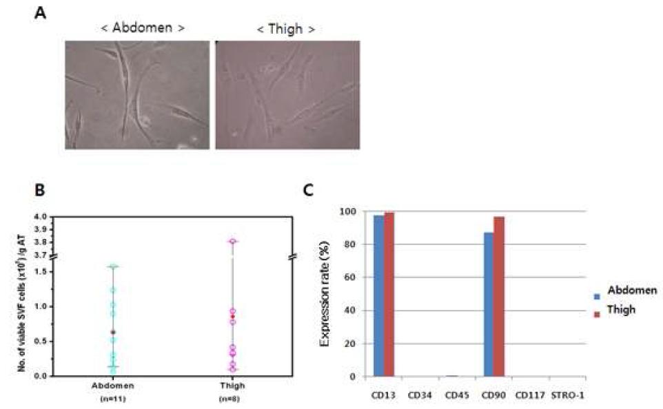 복부 또는 허벅지에서 흡입한 지방조직의 지방줄기세포 수득율과 특징