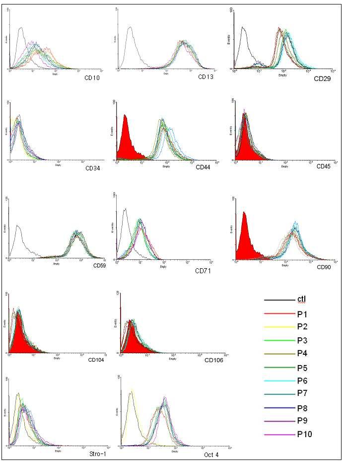 계대별 지방줄기세포의 CD marker 발현 양상.