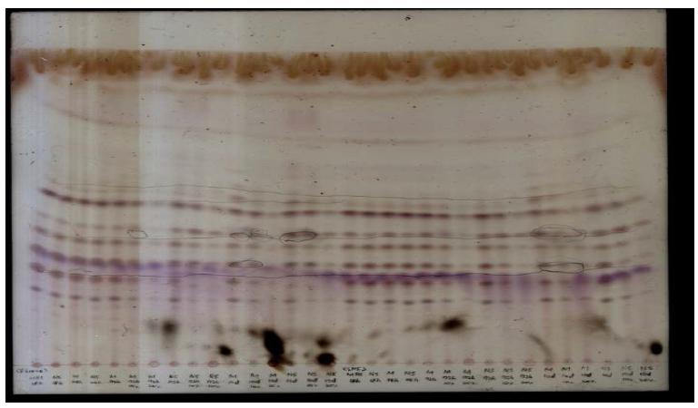 Bioconversion of ginsenoside using various food grade microorganisms.