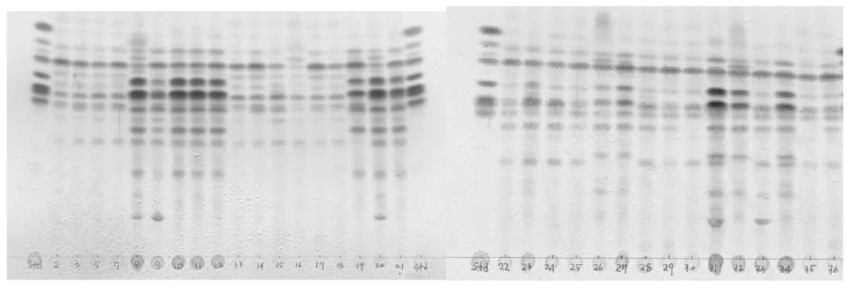 TLC of supernatant of fermented ginseng extract by various microorganism.