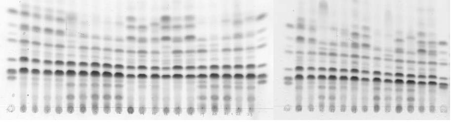 TLC of fermented ginseng extract by various microorganism.