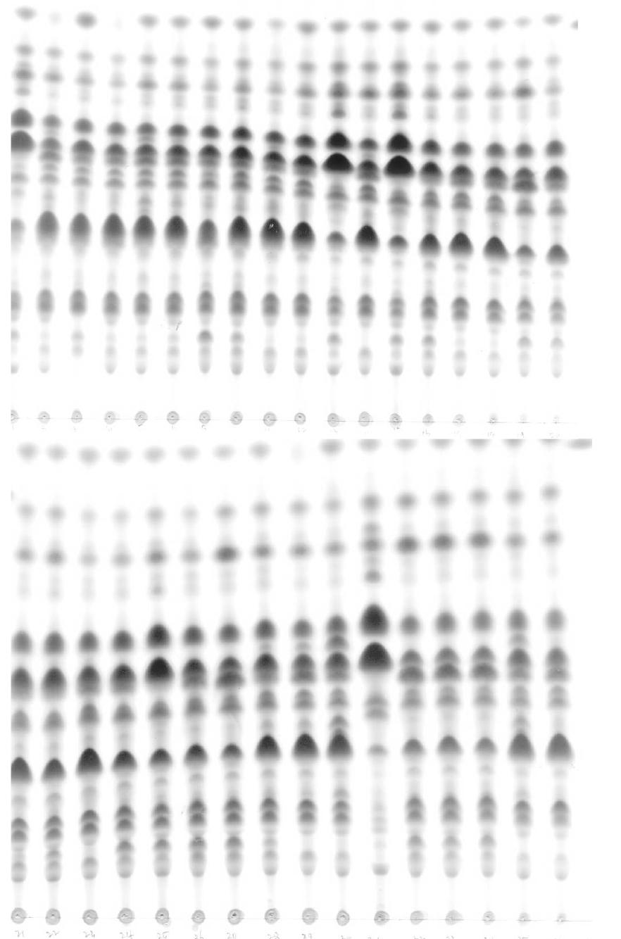 Bioconversion of ginsenoside using enzymes from various microorganisms at 50℃ during 48h.