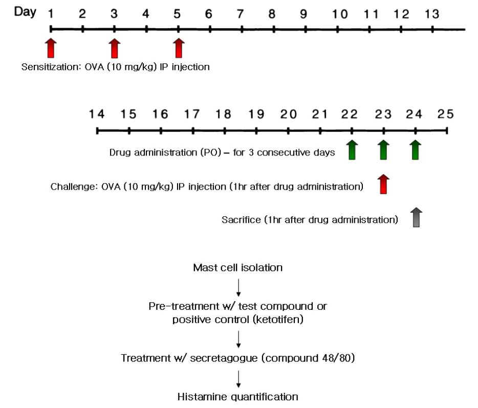 랫드 복강 비만세포를 이용한 항히스타민 효과 시험방법