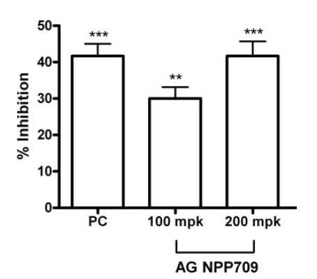 귀부종 마우스 모델에서 AG NPP709의 항염활성