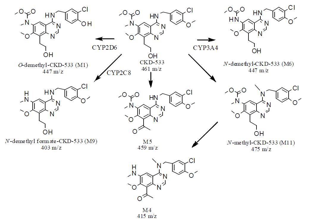 사람 간 마이크로솜에서 CKD-533의 추정 대사경로