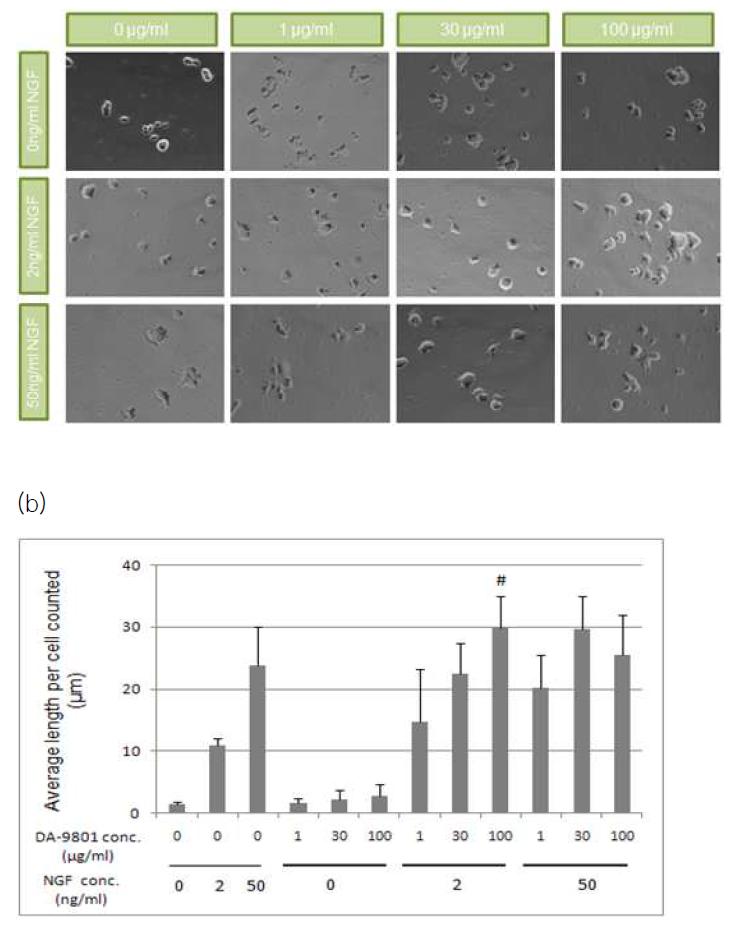 (a) DA-9801에 48시간 노출된 PC-12 cell, (b) PC-12 신경돌기 길이