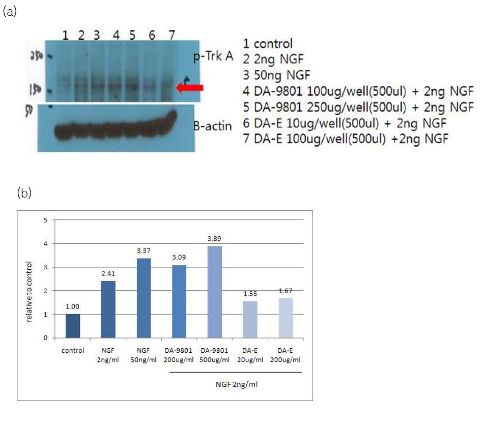 DA-9801과 DA-9801E 처리 후 PC-12 cell의 Trk-A 수용체의 인산화. (a) western band, (b) western band 정량